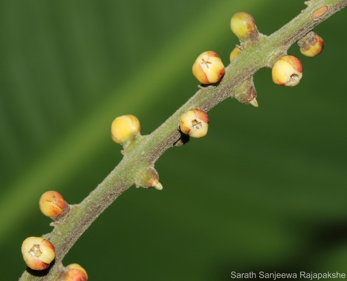 Aphanamixis polystachya (Wall.) R.Parker